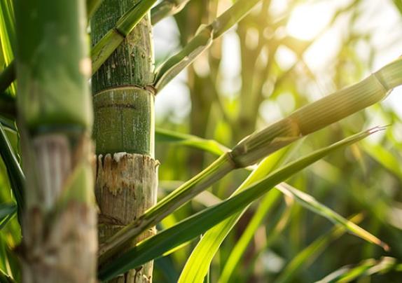 Sustainability-in-Tech : Why Sugarcane’s Genome Mapping Matters